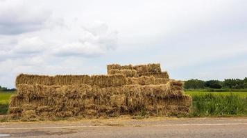 veel balen stro lagen langs de verharde weg. foto