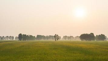 een weids uitzicht op de vele bomen omzoomd door groene rijstvelden. foto