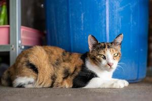 close-up van een driekleurige thaise kat gehurkt in de buurt van een blauwe plastic emmer. foto
