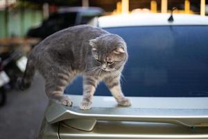 een harige grijs-wit gestreepte thaise kat staat voorzichtig. foto