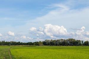 rijstveld met luchtwolken. foto