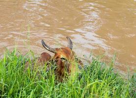 koe in het water onder het gras. foto