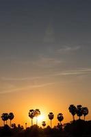 silhouet suiker palm zonsopgang. foto