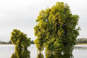 struikbomen weerspiegelen overstromingen. foto