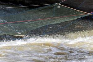 zoetwatervissen in het net op de stuw. foto