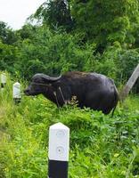 zwarte buffel kauwen gras langs de weg. foto