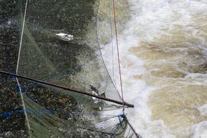 zoetwatervissen in het net op de stuw. foto