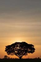 een grote boom silhouetten met de zon valt. foto