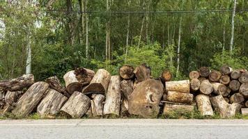 veel houtblokken opgestapeld naast de landweg. foto