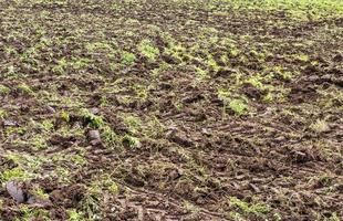 de achtergrond van de grond en het gras in het veld dat werd geploegd. foto