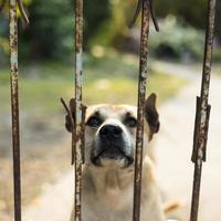 een thaise hond staat waakzaam naar iets verdachts te staren. foto