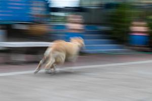 labrador loopt snel een waas. foto