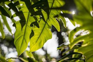 epipremnum pinnatum monstera verse groene achtergrondverlichting. foto