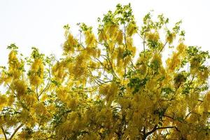 cassiafistel, gouden doucheboom, die prachtige gele bloesems heeft. foto