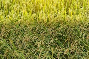 gele rijstzaden in overvloed. foto