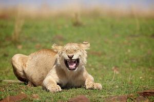 jonge mannetjes leeuw foto
