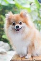 schattige bruine pomeranian hond foto