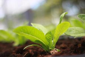 rijen sla en groentenzaailingen in tuinlandbouwbedrijf foto