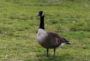 veel mooie Europese ganzenvogels bij een meer op een zonnige dag foto