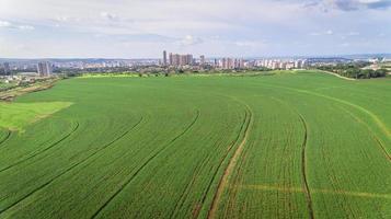 luchtfoto van suikerrietplantage in de buurt van een grote stad. foto