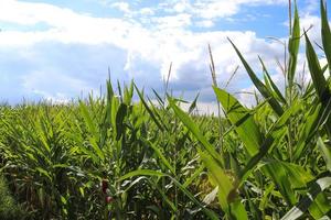 prachtig close-up zicht op groene maïsplanten op een veld met een blauwe lucht op de achtergrond foto