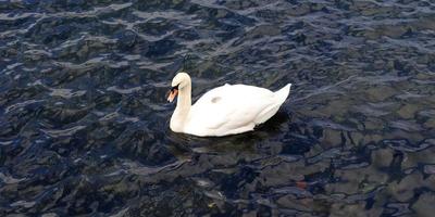 witte zwanen op golfde blauwe water. foto