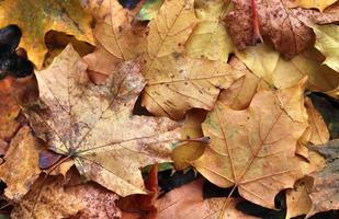 prachtige kleurrijke herfstbladeren op de grond voor achtergronden of texturen foto