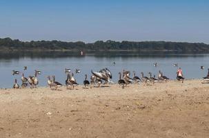 veel mooie Europese ganzenvogels bij een meer op een zonnige dag foto