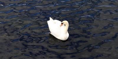 witte zwanen op golfde blauwe water. foto