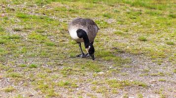 veel mooie Europese ganzenvogels bij een meer op een zonnige dag foto