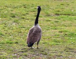 veel mooie Europese ganzenvogels bij een meer op een zonnige dag foto