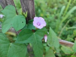 ipomoea triloba bloeiende plant in bloei foto