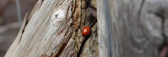 selectieve focus macro van een rood lieveheersbeestje lopen op verweerd hout. foto
