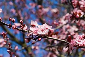 prachtige kersen- en pruimenbomen in bloei tijdens de lente met kleurrijke bloemen foto