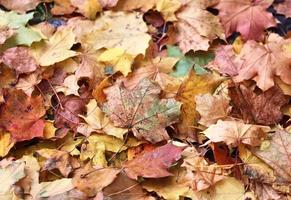 prachtige kleurrijke herfstbladeren op de grond voor achtergronden of texturen foto