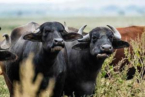 zwarte waterbuffel in de velden foto