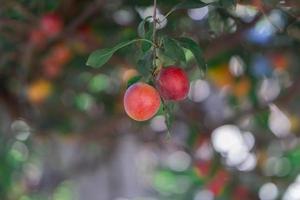 twee pruimen hangen aan de boom foto