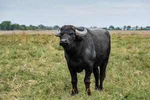 zwarte waterbuffel in de velden foto