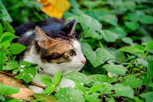 een zwarte kat speelt in de tuin. zwarte kat speelt in de tuin foto