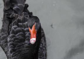 zwarte zwaan foto