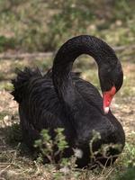 zwarte zwaan foto