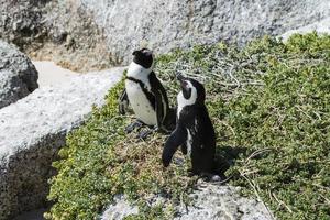 jackass pinguïns (spheniscus demersus)