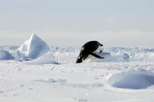 pinguïn olympische spelen