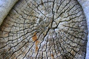 oude houtsnede textuur de textuur van hout dwarsdoorsnede foto
