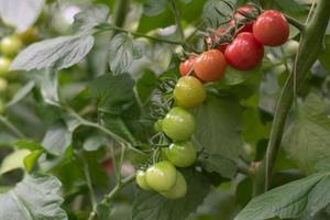 hand met verse rode tomaten, biologische groente voor gezond eten. foto