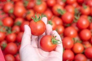 hand met verse rode tomaten, biologische groente voor gezond eten. foto