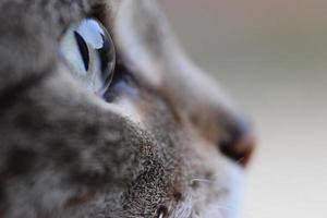 katten oog close-up foto