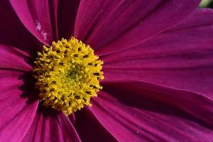 felroze bloemen in bloei foto