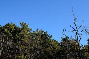 dennenbos en blauwe lucht foto