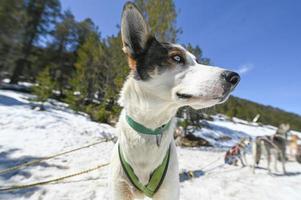 de sleeën getrokken door honden in het besneeuwde landschap van grau roig, encamp, andorra foto